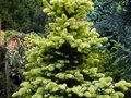 Picea pungens Maigold IMG_2604 Świerk kłujący